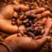 Afrique : le continent des terres agricoles qui importe sa nourriture